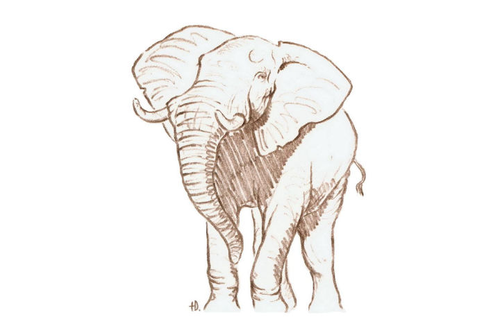 Elefantensafari mit Ondese