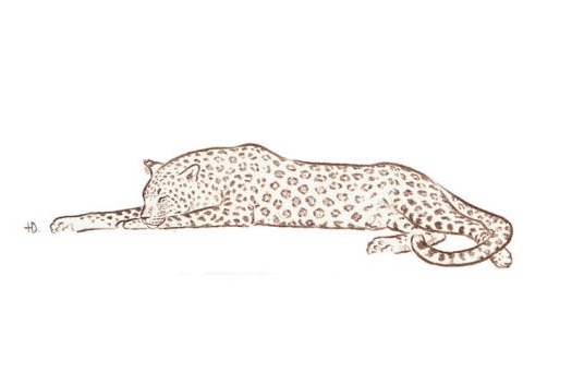 Leopardensafari mit Ondese