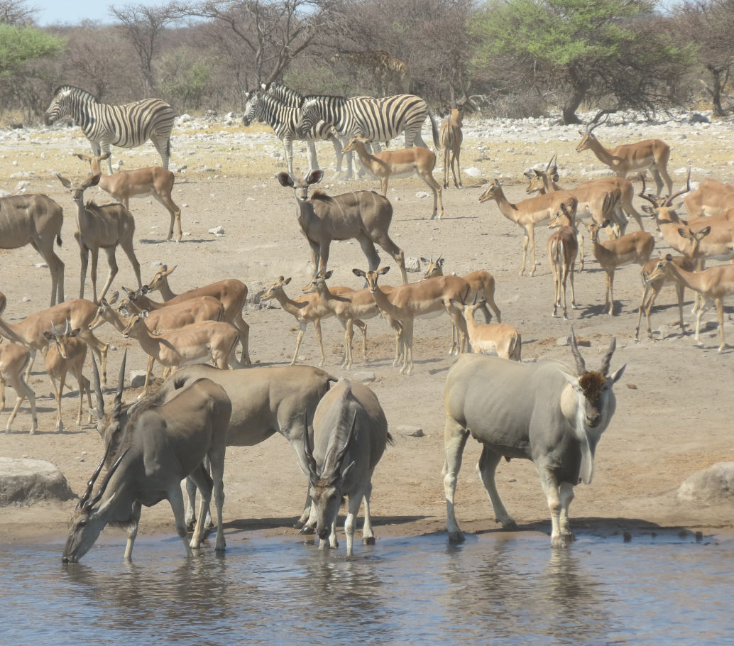 Ondese Safaris in Etosha Nationalpark
