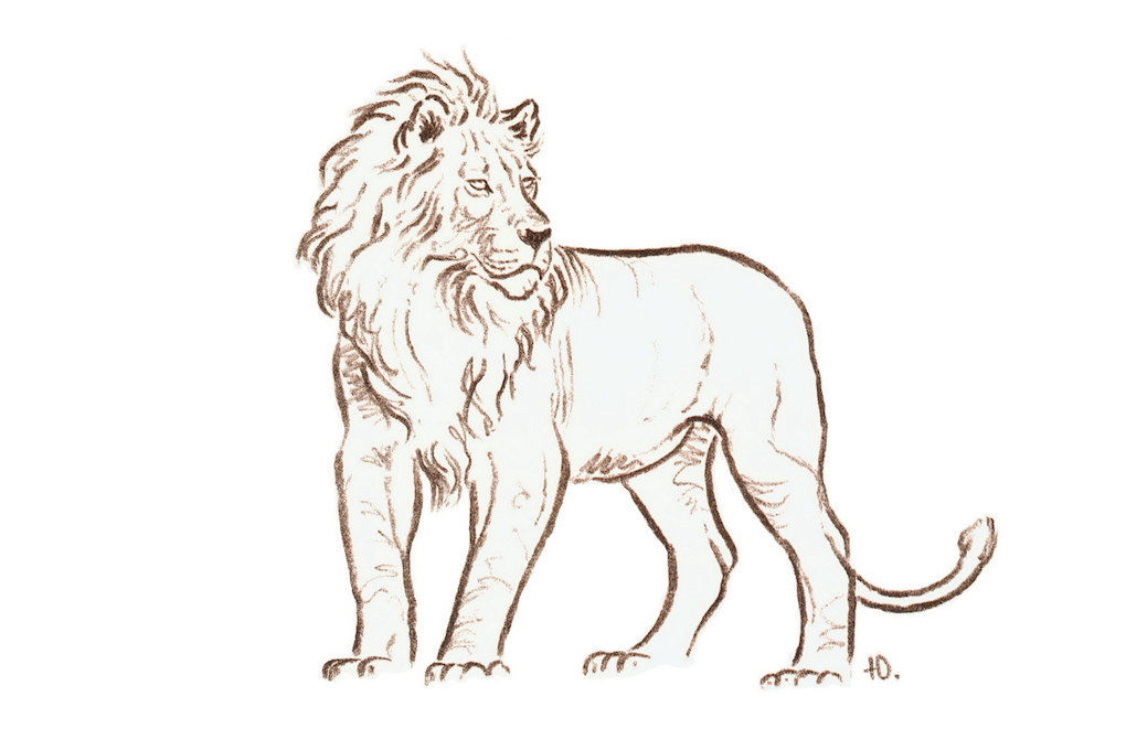 Lion Safari with Ondese